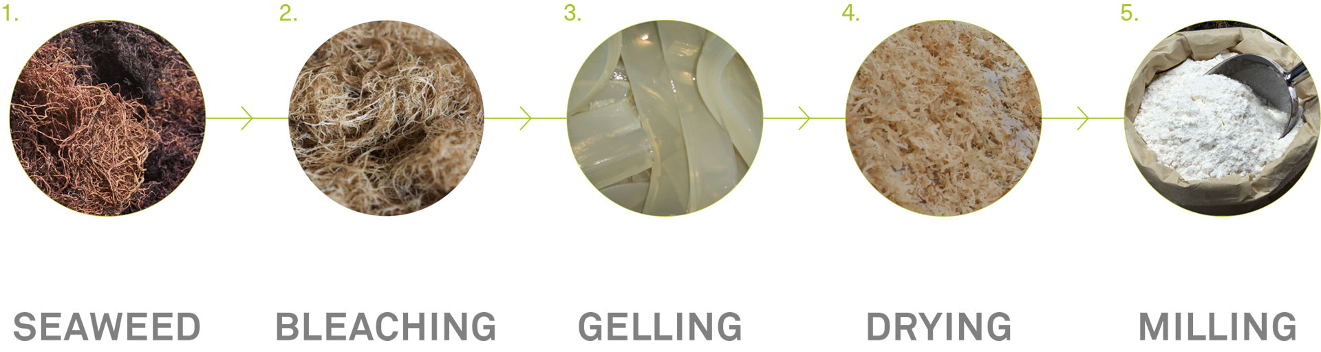 Production Process Agar Powder